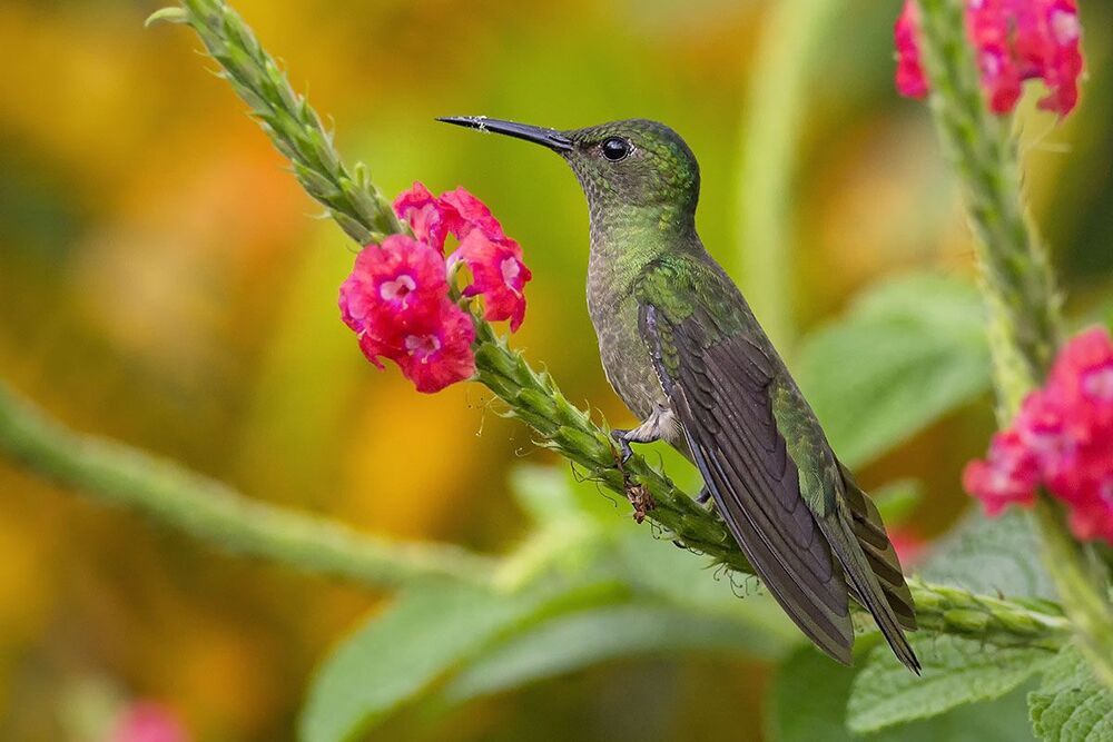 Hummingbirds 2