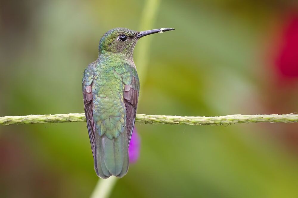 Hummingbirds 2