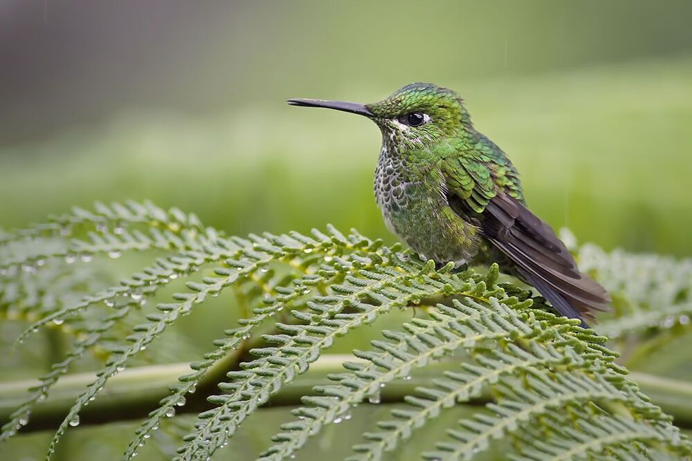 Hummingbirds 2