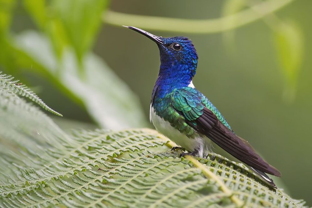 Hummingbirds 2