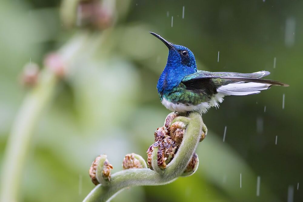 Hummingbirds 2