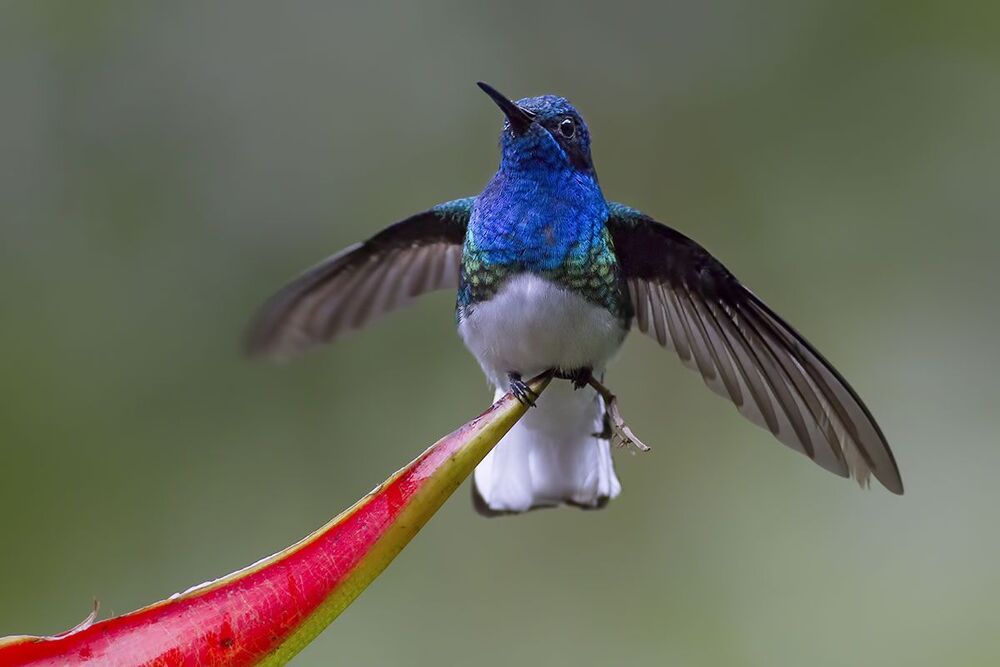 Hummingbirds 2