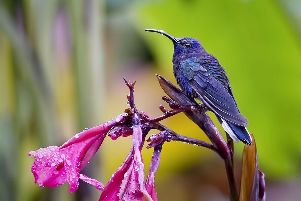 Hummingbirds 2
