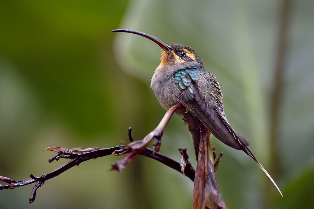 Hummingbirds 2