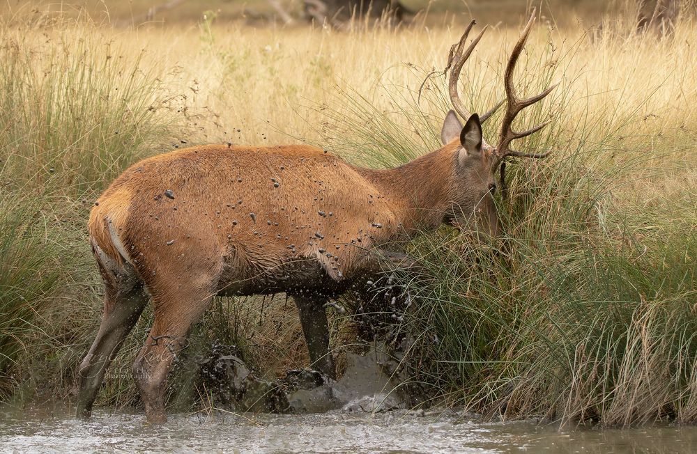Red Deer Mud Madness