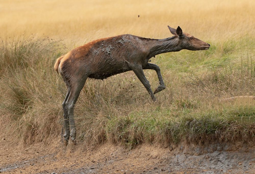Red Deer Mud Madness
