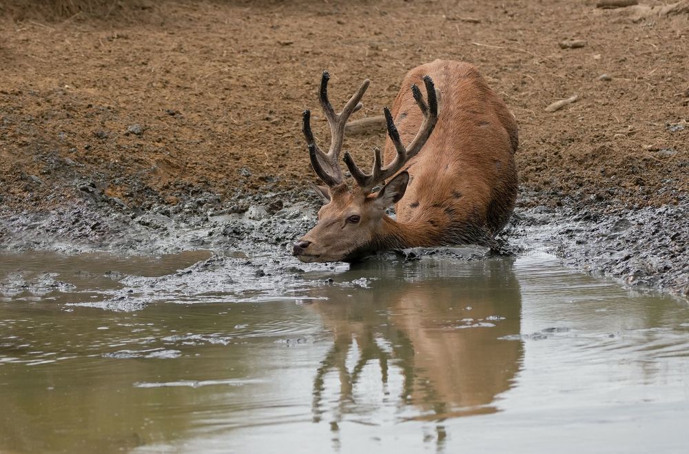 Red Deer Mud Madness