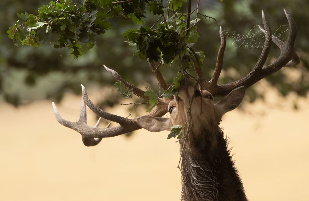 Red Deer
