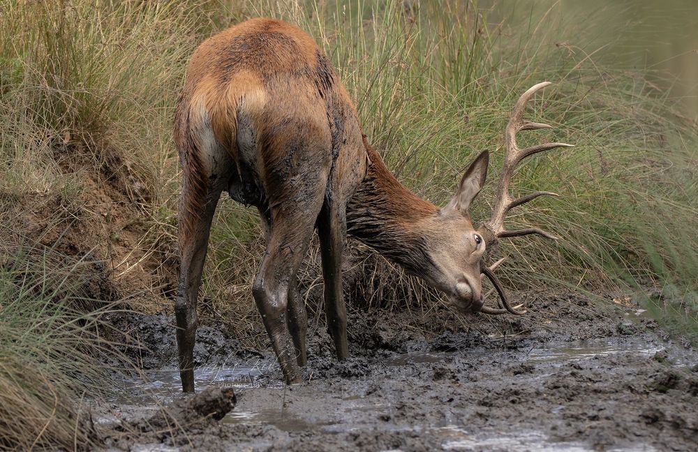 Red Deer Mud Madness