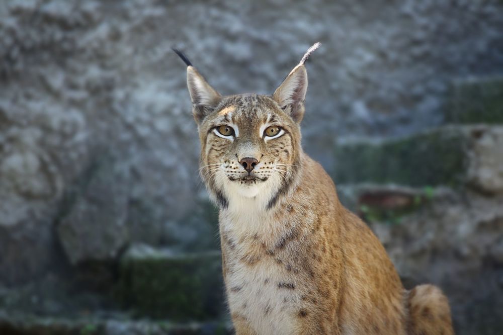 Lynx