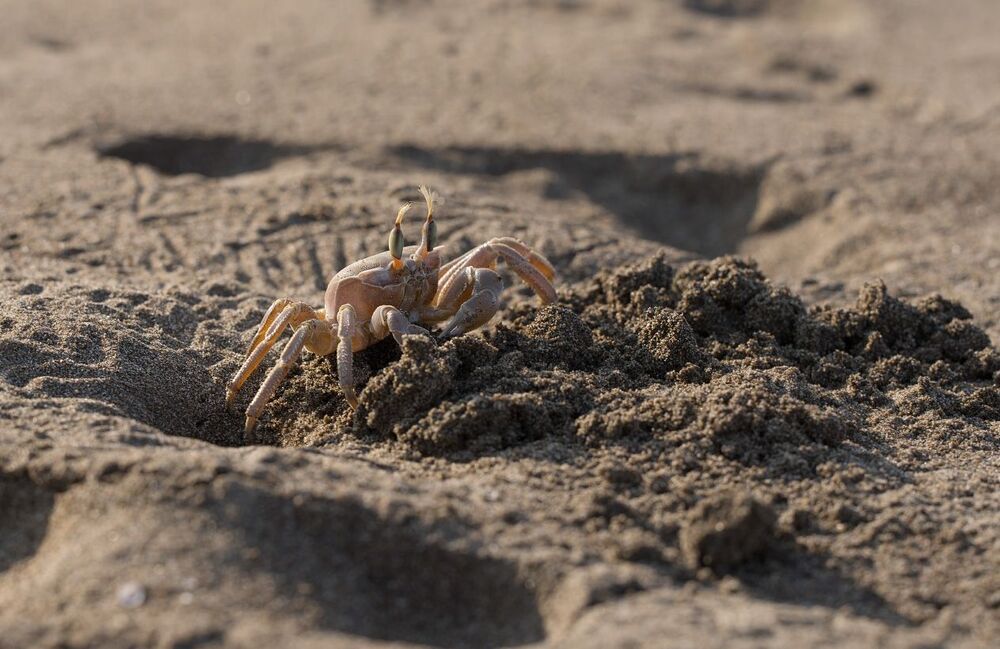 приборка в норе...