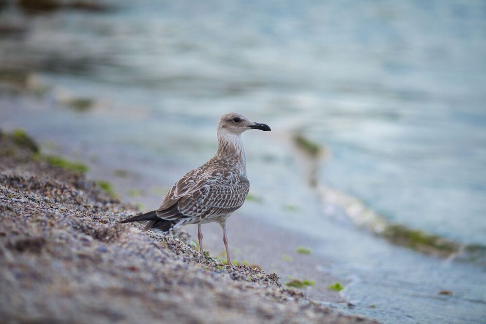 Photo 1323465