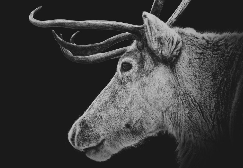 Photo 1324239