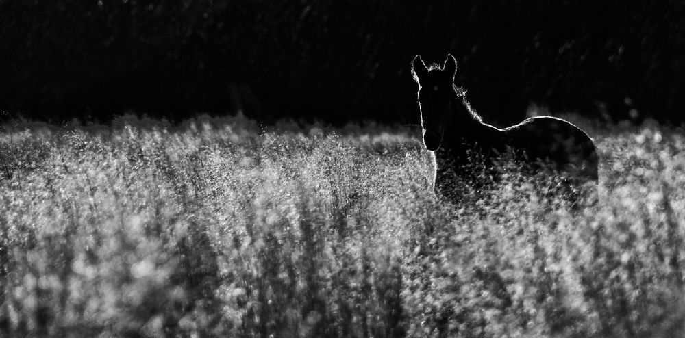 Photo 1324241