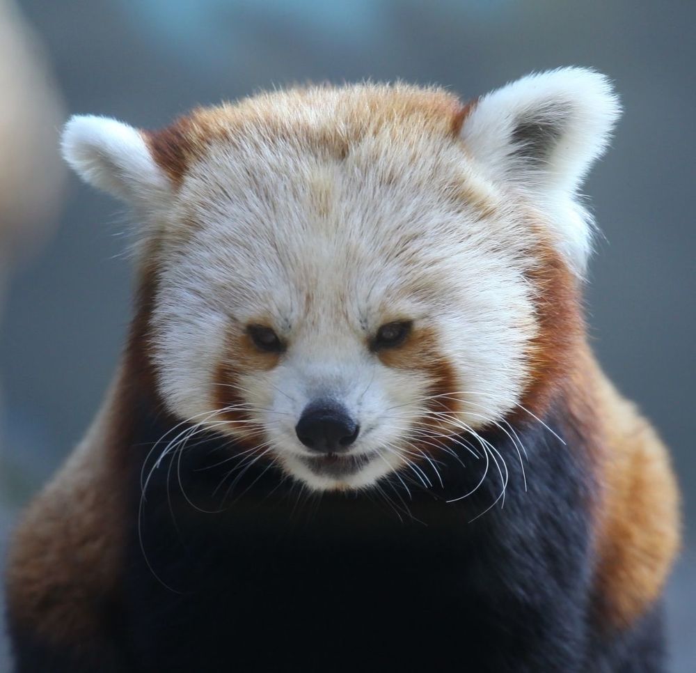 Red Panda