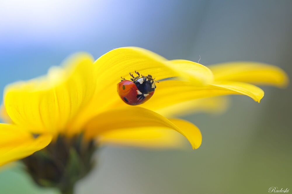 Mi piace la natura
