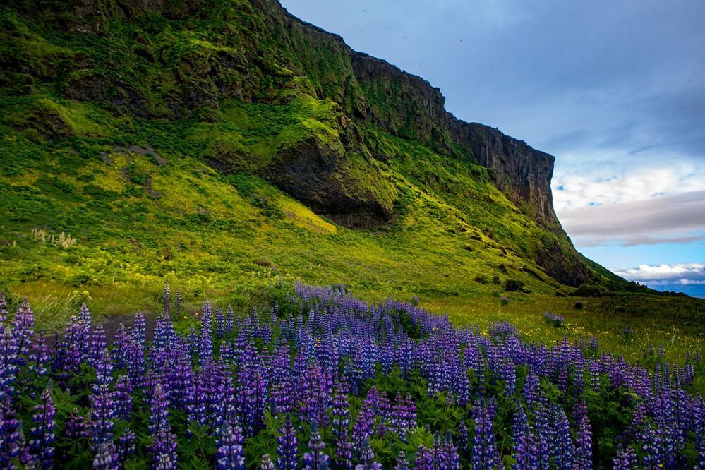 Lupine from Iceland