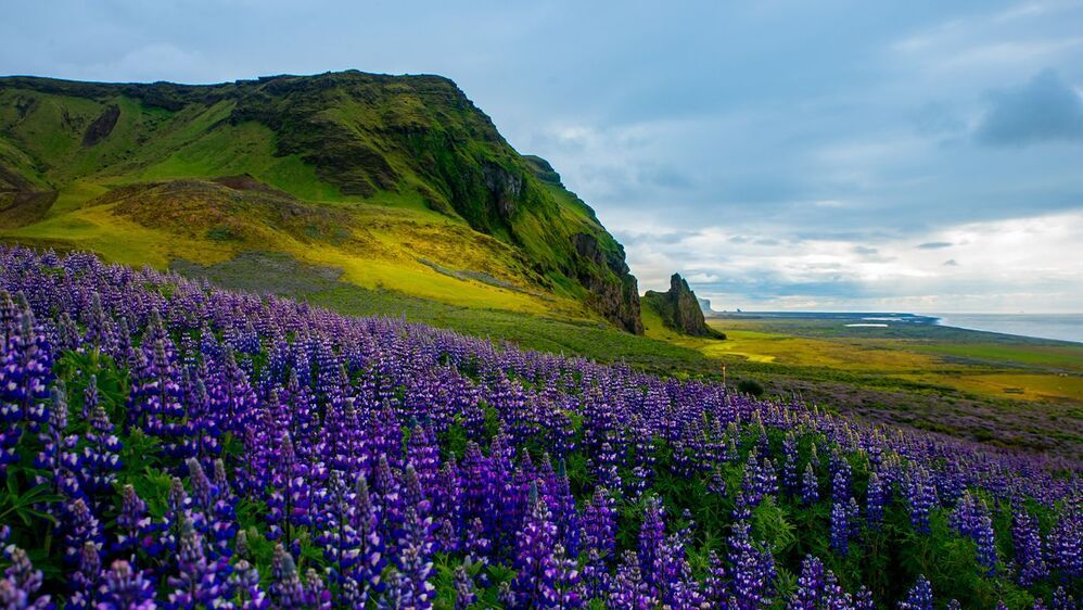 Lupine from Iceland