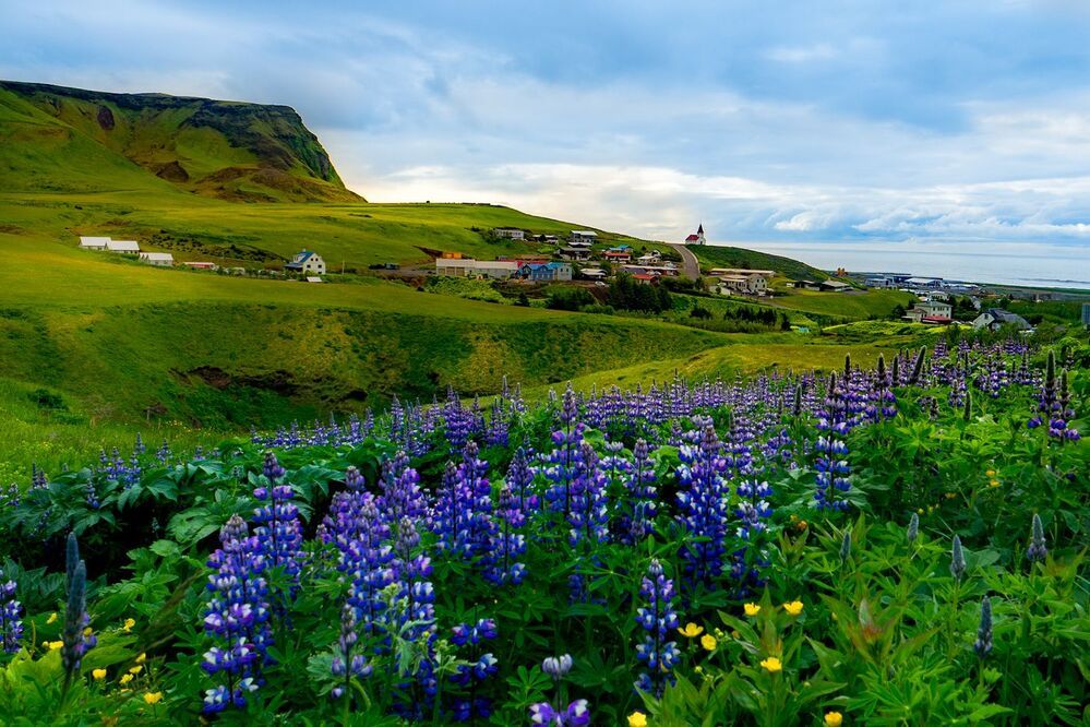 Lupine from Iceland