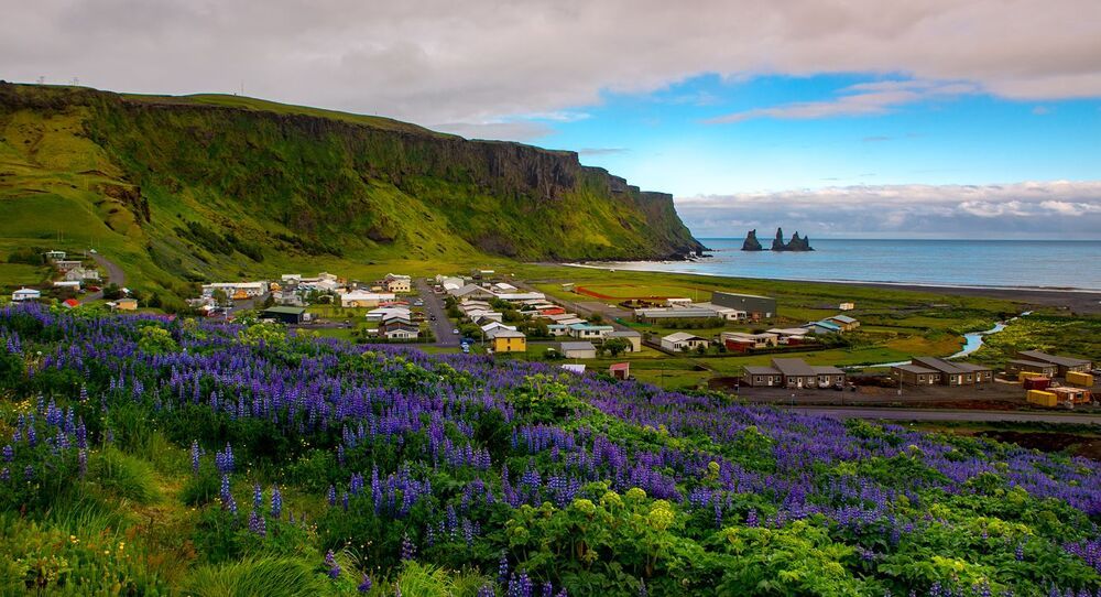 Lupine from Iceland