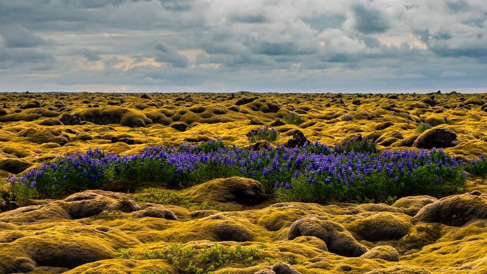 Lupine from Iceland