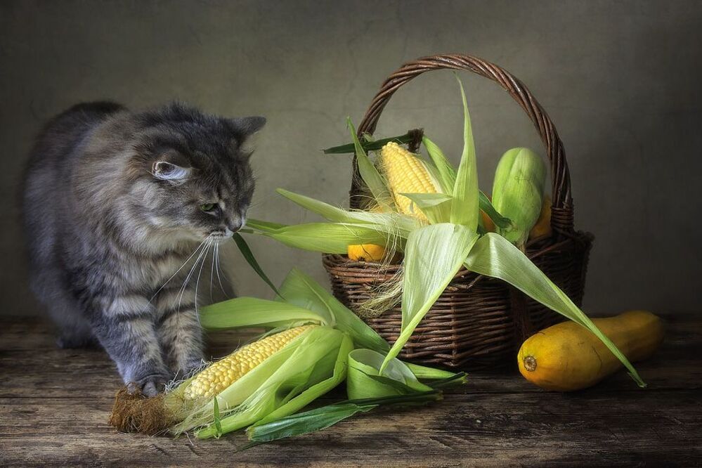 - Тянем-потянем!
