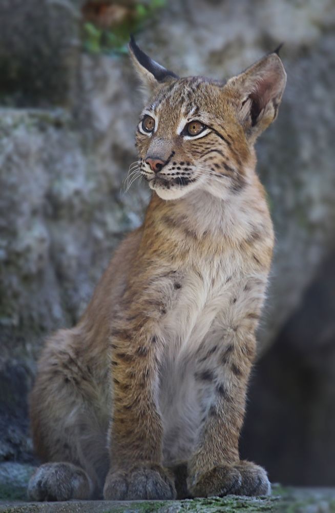 Lynx