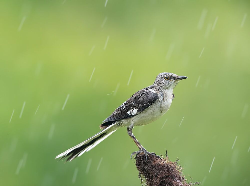 Многоголосый пересмешник - Northern Mockingbird
