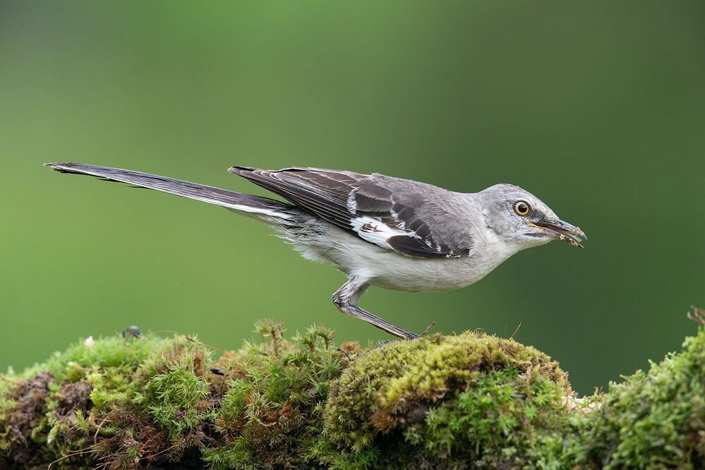 Многоголосый пересмешник - Northern Mockingbird
