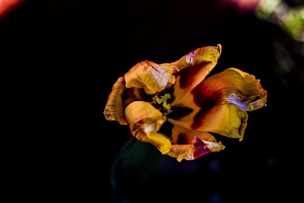 Photo 1327988