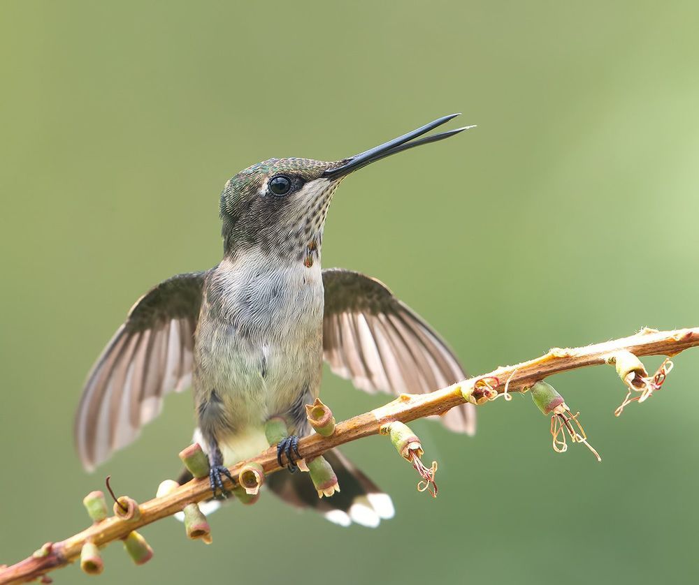Колибри - Hummingbirds
