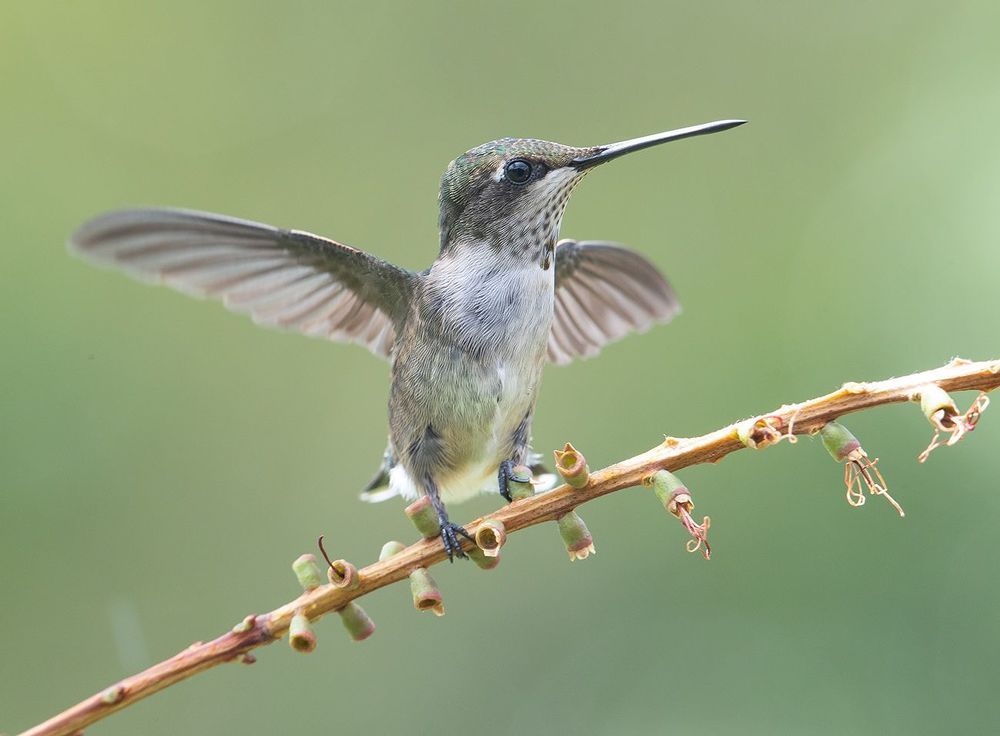 Колибри - Hummingbirds