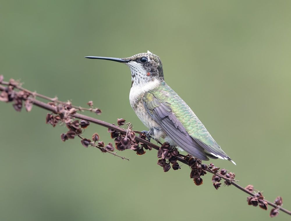 Колибри - Hummingbirds