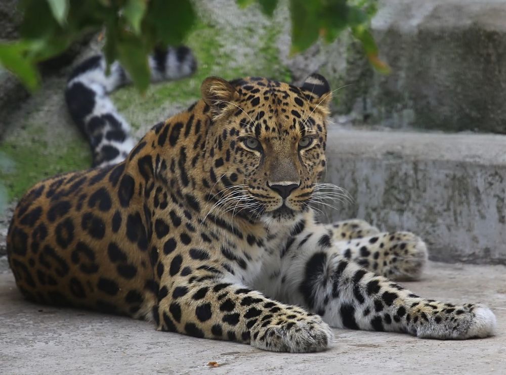 Far Eastern Leopard