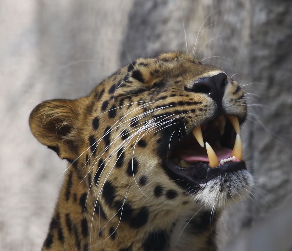 Far Eastern Leopard