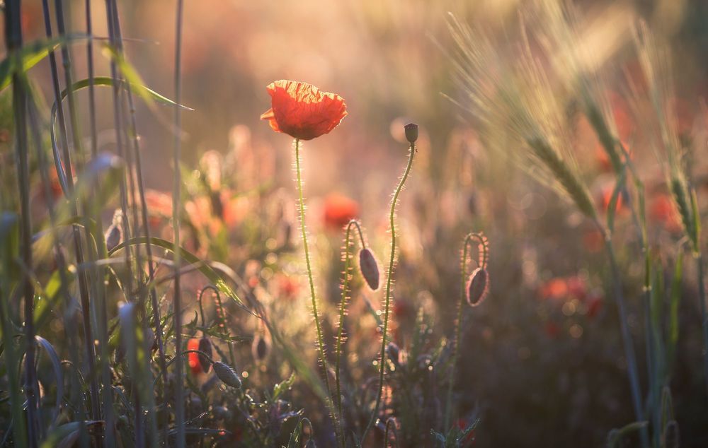 the morning of my favorite flowers