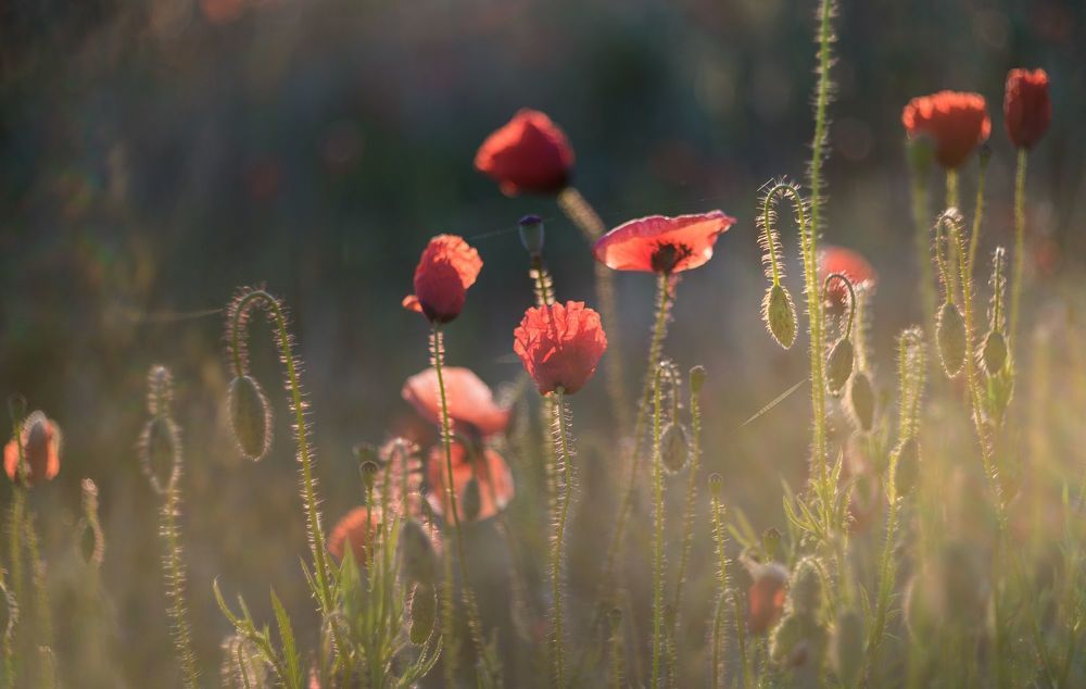 the morning of my favorite flowers