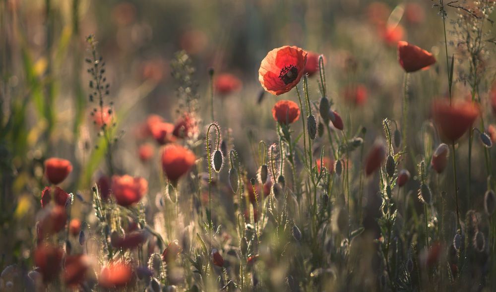 the morning of my favorite flowers