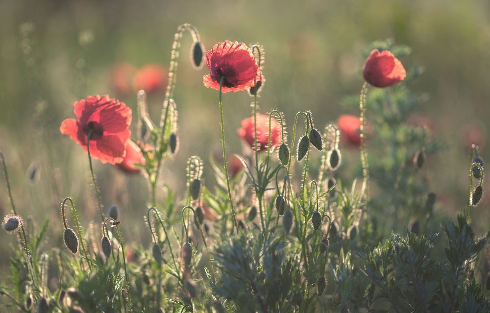 the morning of my favorite flowers