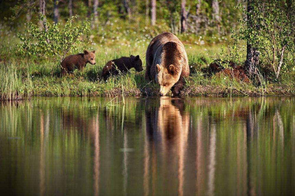 На водопое
