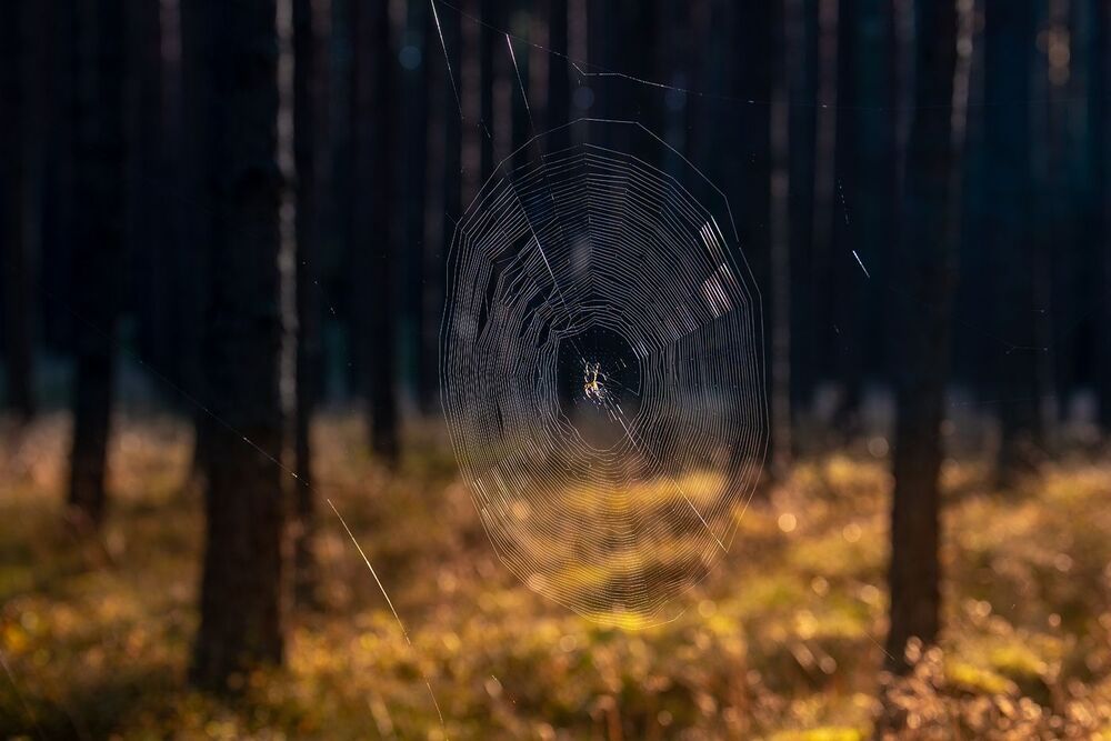 Pająk przędzie swoją nić !