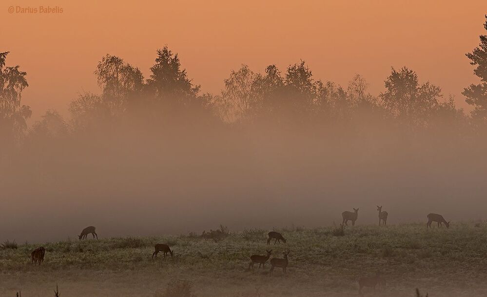 Благородный олень
