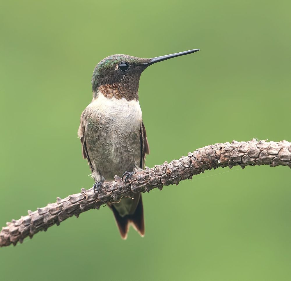 Рубиновогорлый колибри - Male Ruby-throated Hummingbird