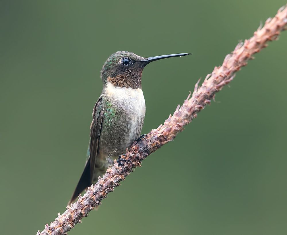 Рубиновогорлый колибри - Male Ruby-throated Hummingbird