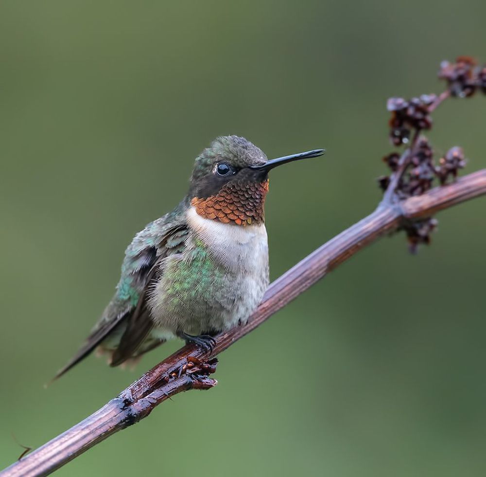 Рубиновогорлый колибри - Male Ruby-throated Hummingbird