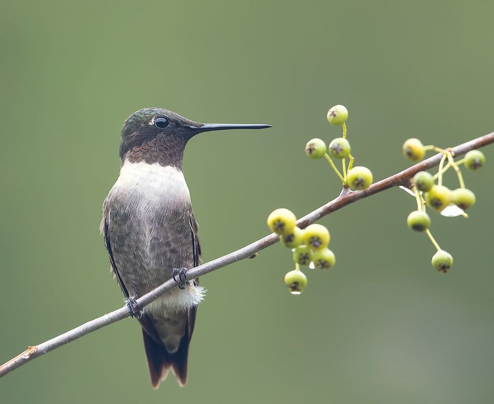 Рубиновогорлый колибри - Male Ruby-throated Hummingbird