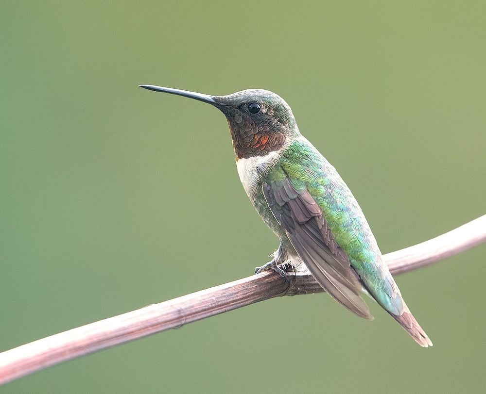 Рубиновогорлый колибри - Male Ruby-throated Hummingbird