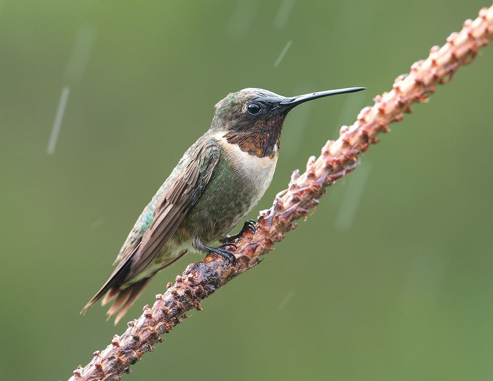 Рубиновогорлый колибри - Male Ruby-throated Hummingbird