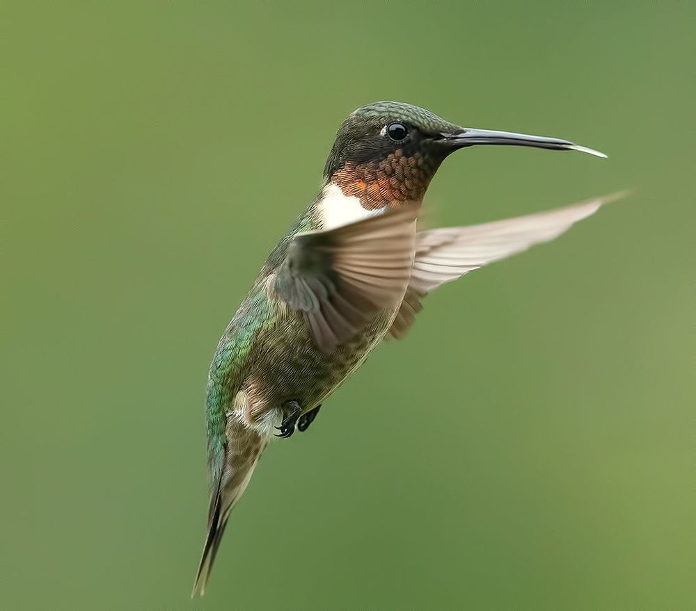Рубиновогорлый колибри - Male Ruby-throated Hummingbird