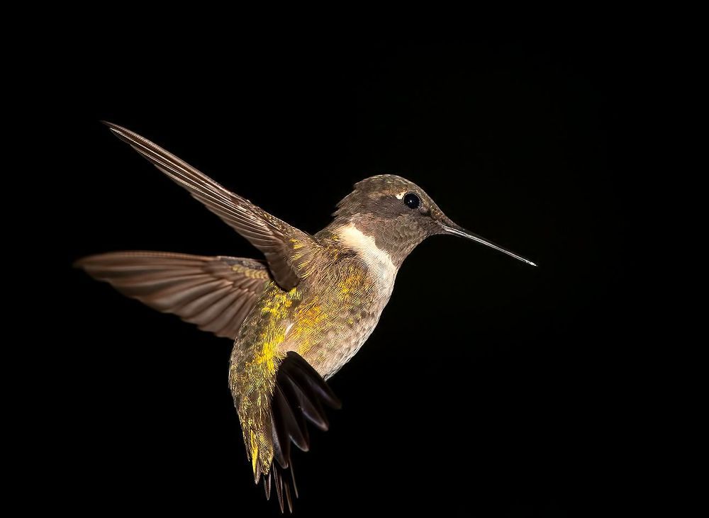 Рубиновогорлый колибри - Male Ruby-throated Hummingbird